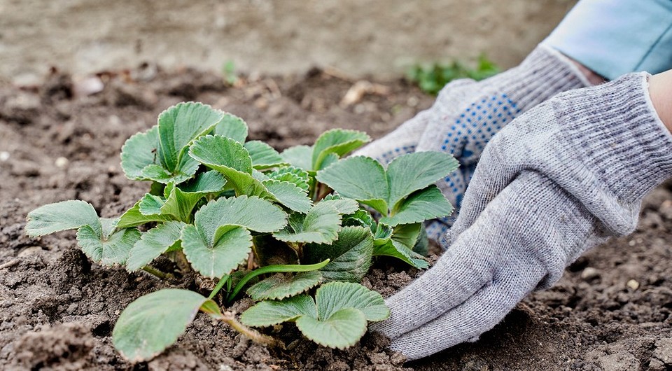 Осінній догляд за полуницею: п'ять простих кроків для багатого врожаю у 2027 році.
