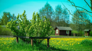 Догляд за смородиною після збору врожаю: запорука рясного врожаю 2027 року.