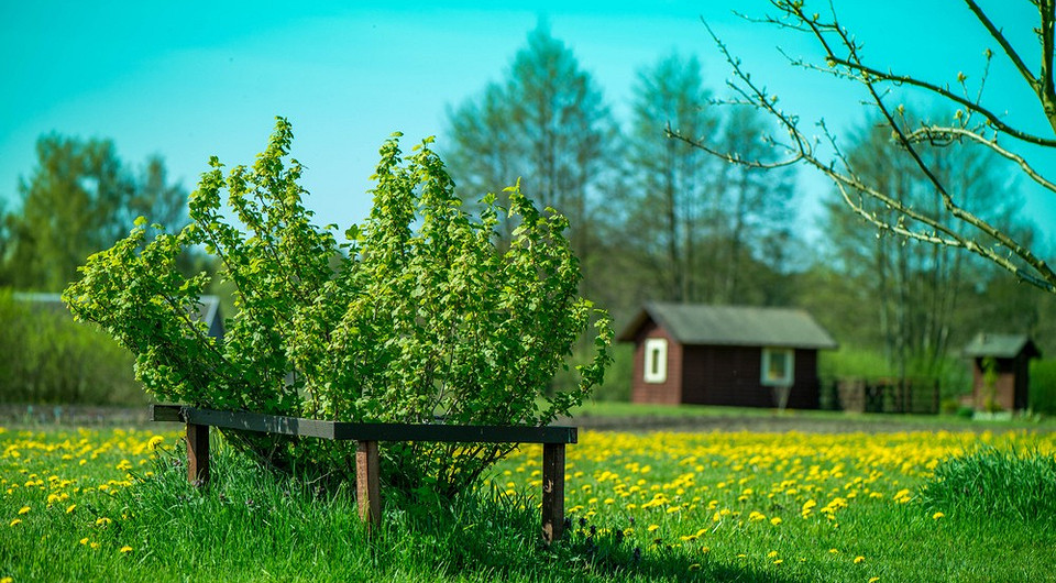 Догляд за смородиною після збору врожаю: важливі етапи для рясного врожаю наступного року.