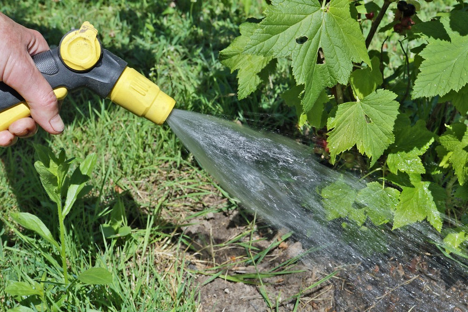 Обрізка смородини восени: видалення старих, пошкоджених та хворих гілок для стимуляції росту.