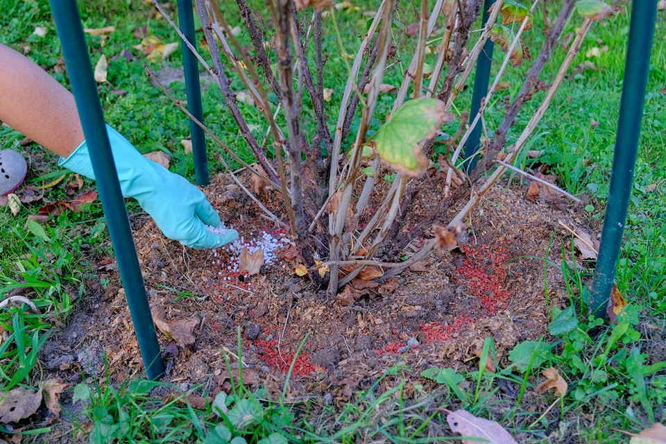 Догляд за смородиною: захист від хвороб та шкідників після збору врожаю.