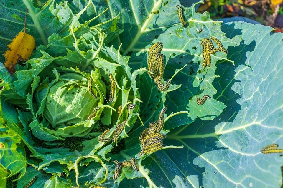 Використання оцту для захисту капусти: поради та рекомендації для садівників.