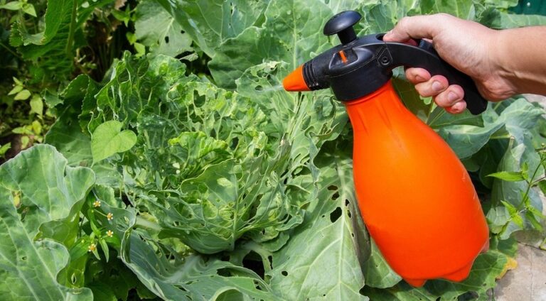 Як захистити капусту від шкідників оцтом: покрокова інструкція та поради — Обробка капусти оцтом від шкідників