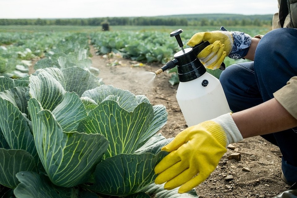 Полив капусти розчином оцту: ефективний захист від гусені та інших шкідників.