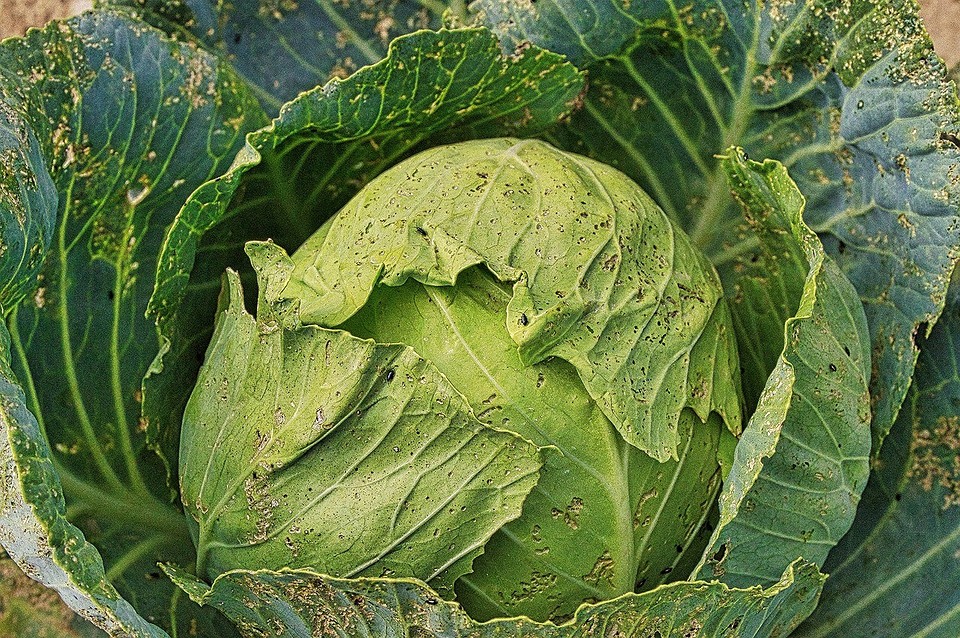 Обробка капусти оцтом: покрокова інструкція для ефективного захисту від шкідників.