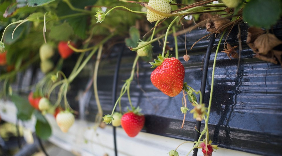 Вертикальне вирощування полуниці: саморобна грядка з пластикових труб для економії місця
