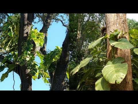 Гавайський Потос проти Золотого: Як розрізнити та обрати найкращий? - 10 - SeWerIn