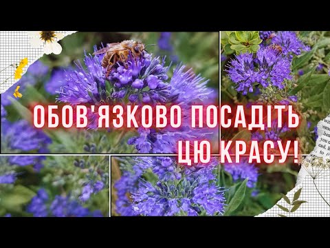 Каріоптеріс: Квітучий кущ для вашого саду! Вирощування, догляд та розмноження - 7 - SeWerIn