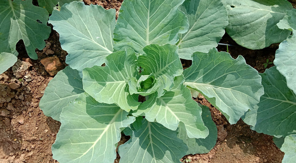 Вирощування розсади капусти з насіння: вибір матеріалу та пересадка в грунт.