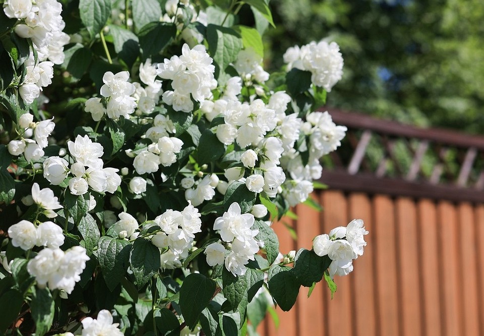 Високі декоративні кущі для саду: прикрасьте свій простір цими красивими рослинами.