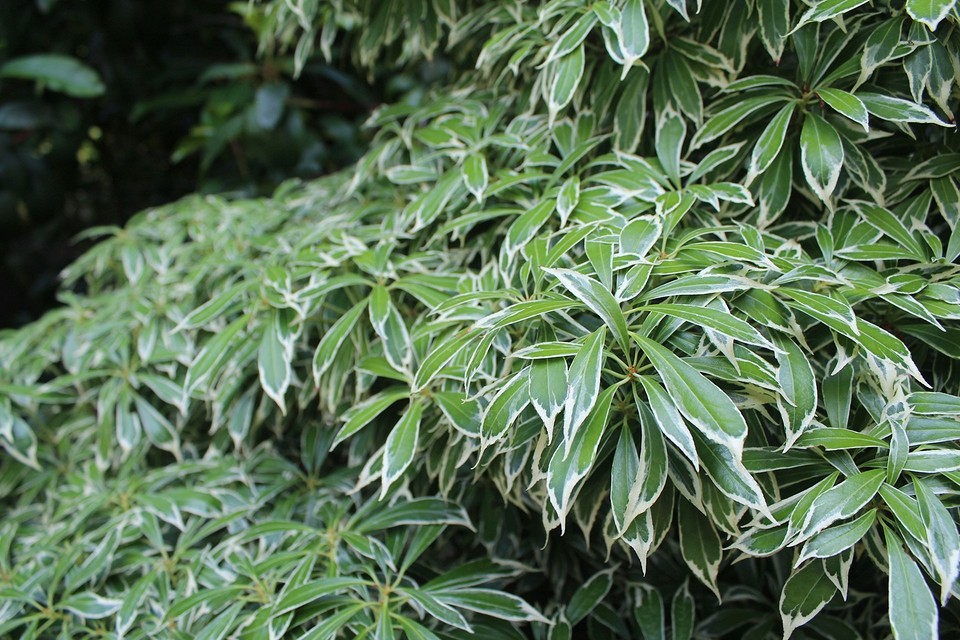 Декоративні кущі для затінених місць: знайдіть ідеальні рослини для вашого саду.