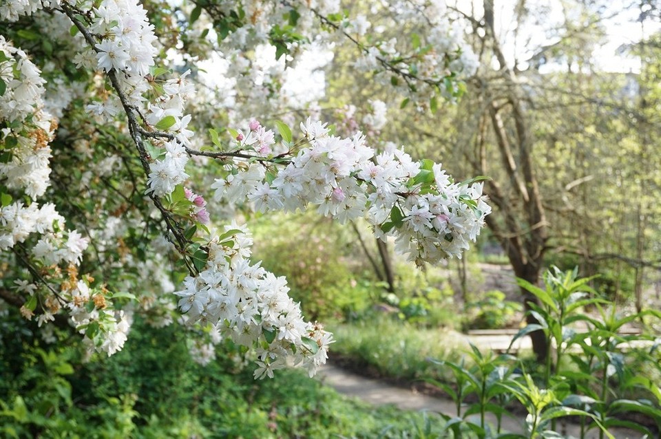 Високі декоративні кущі як жива огорожа: стильний та функціональний елемент саду.