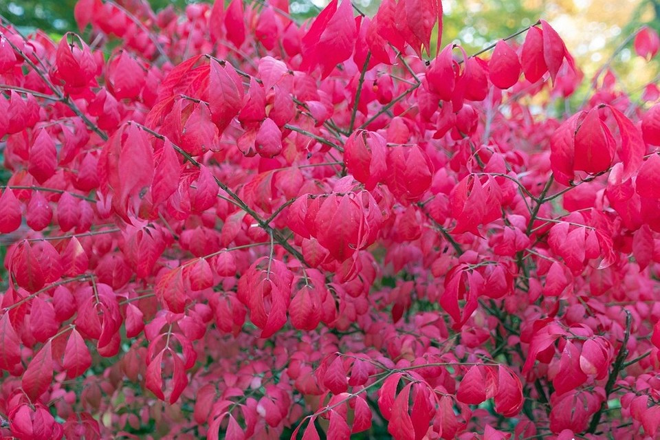 Кращі високі декоративні кущі, що не потребують особливого догляду, для будь-якого саду.