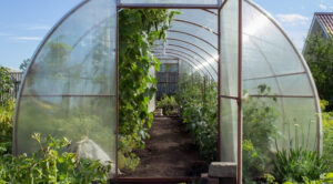 Жирування томатів: як врятувати врожай у теплиці. — Жирування помідорів в теплиці