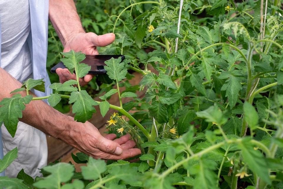 Вчасний полив томатів в теплиці для здорового росту та плодоношення