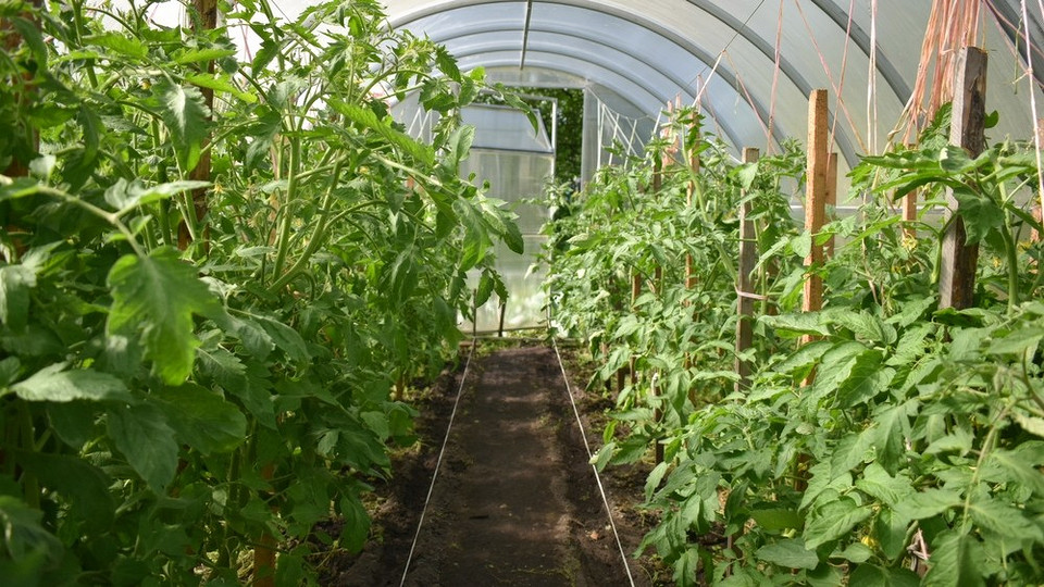 Скручене листя томатів в теплиці, ймовірно, через надлишок азоту