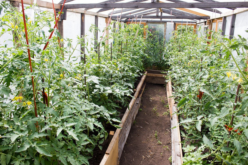 Бліді квіти на томатах в теплиці, ознака жирування рослини