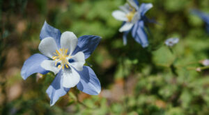 Тіньовий сад 2026: найкращі рослини та поради експертів — тіньовитривалі рослини для саду