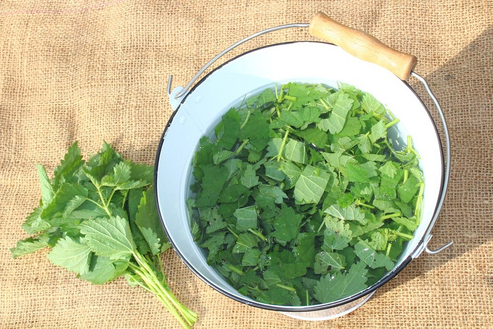 Підживлення для щільних качанів Підживлення капусти для формування качанів: поради для отримання щільних головок.