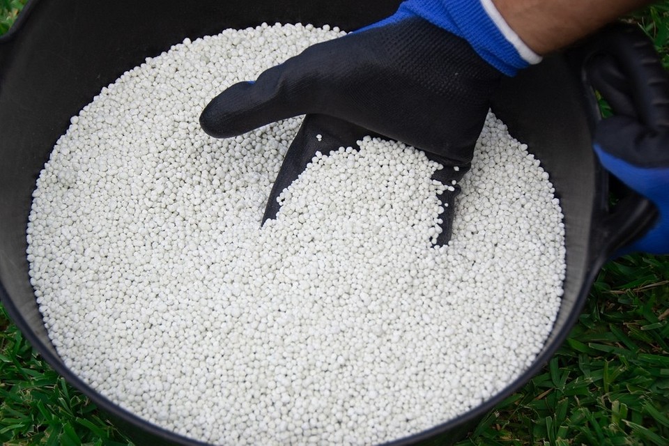 Липневе підживлення капусти Як підживити капусту в липні: найкращі добрива та способи застосування.