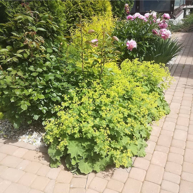 Доріжка зі щебеню Сучасна садова доріжка, викладена щебенем, оточена квітами.