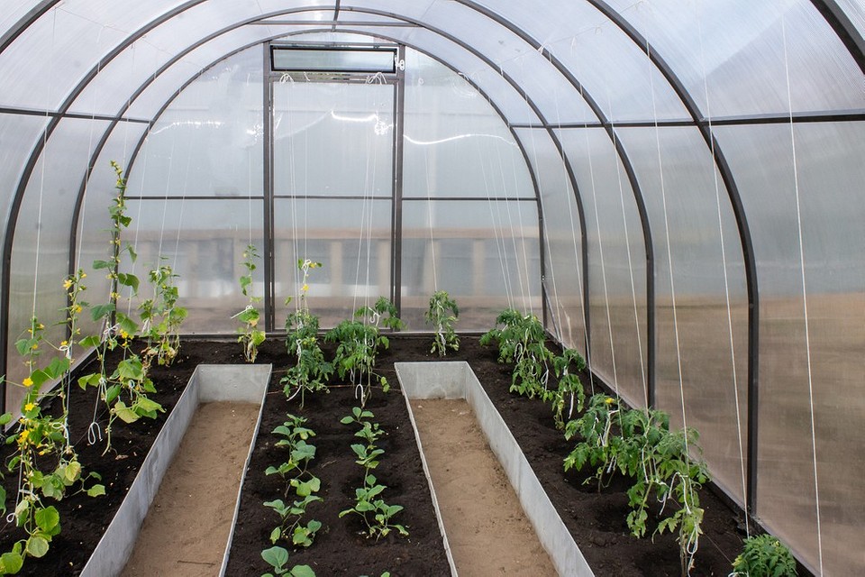 Вузька теплиця: організація простору Організація простору у вузькій теплиці з використанням доріжок та високих грядок.