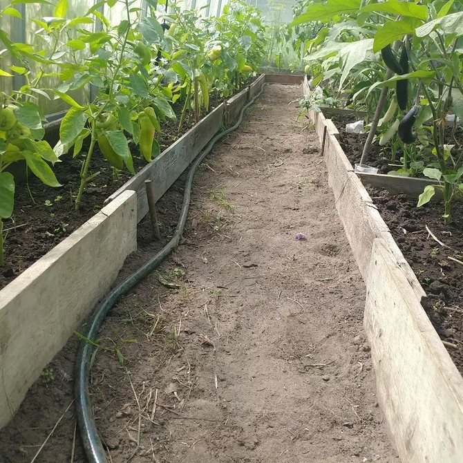 Дерев'яні доріжки в теплиці Приклад доріжки в теплиці, зробленої з дерева, для зручного пересування.