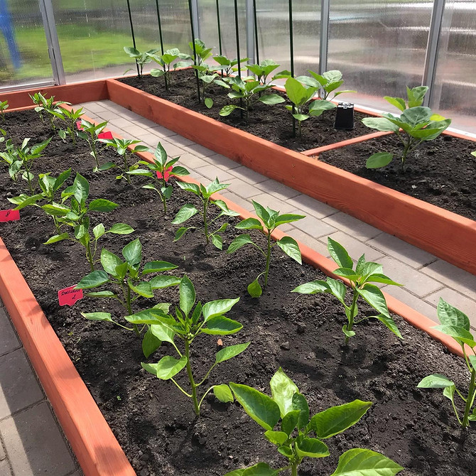 Матеріали 2026: вибір доріжок Різні матеріали для доріжок в теплиці, вибір залежить від бюджету та потреб 2026 року.