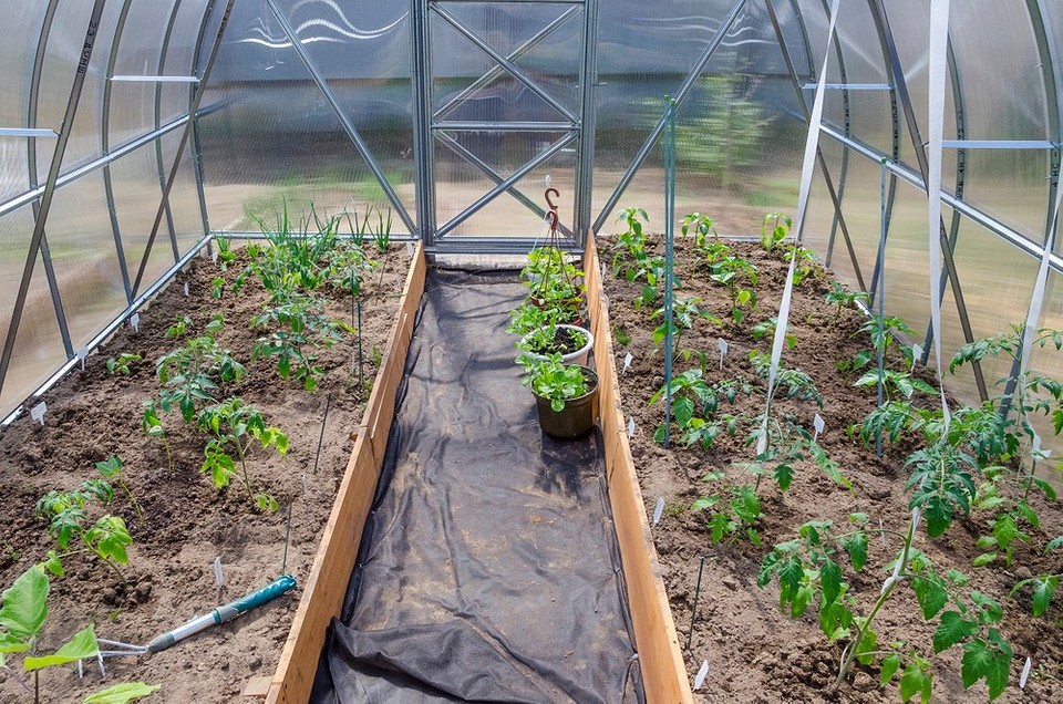 Доріжки у вузькій теплиці Дизайн доріжок у вузькій теплиці, ергономіка та максимальне використання площі.