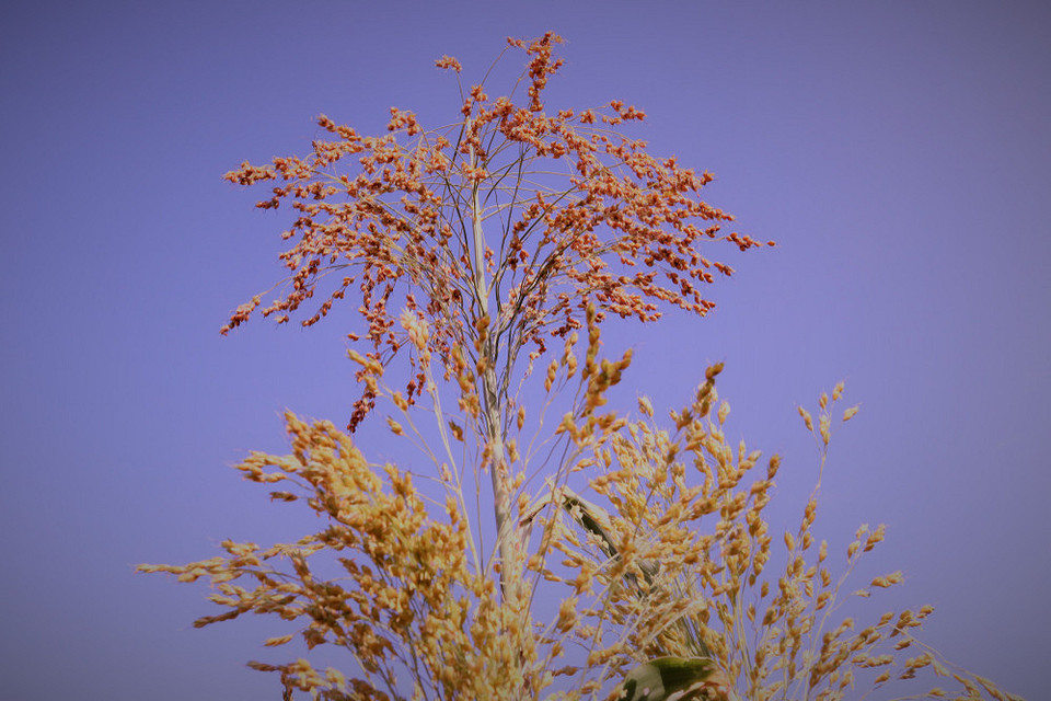 Майстер-клас: віник своїми руками Процес виготовлення віника з сорго в домашніх умовах крок за кроком.