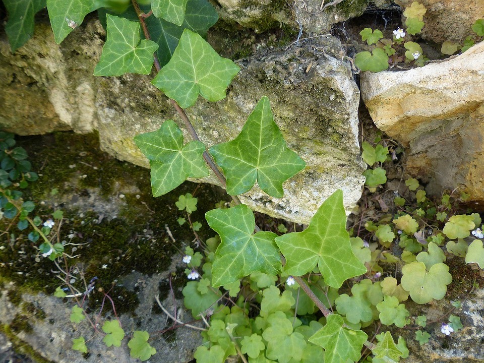 Квітучий паркан Квітучі в'юнкі рослини на дачній огорожі, ідеальний варіант для швидкого озеленення.