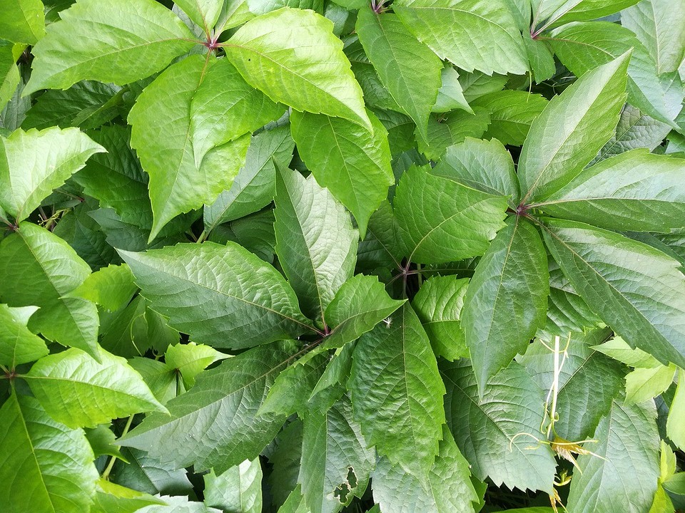 Плющ на паркані Яскравий плющ на огорожі, створює густий зелений килим.