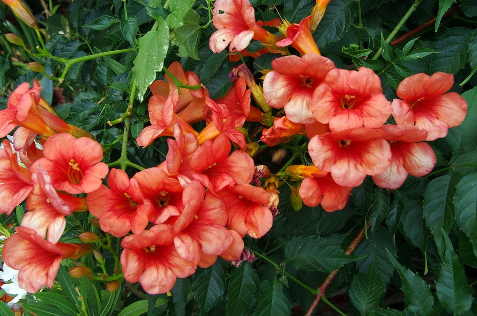 Зелений тунель В'юнкі рослини створюють зелений тунель в саду, оригінальне рішення для ландшафтного дизайну.