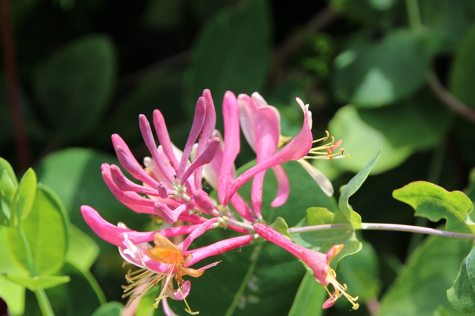Осінній виноград Дівочий виноград на огорожі восени, листя змінює колір на червоний.