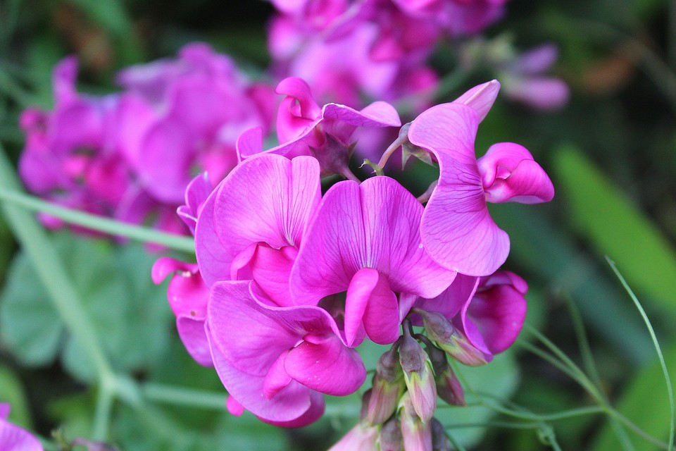 Хміль на огорожі Хміль використовується для озеленення дачної огорожі, швидко росте та не потребує особливого догляду.