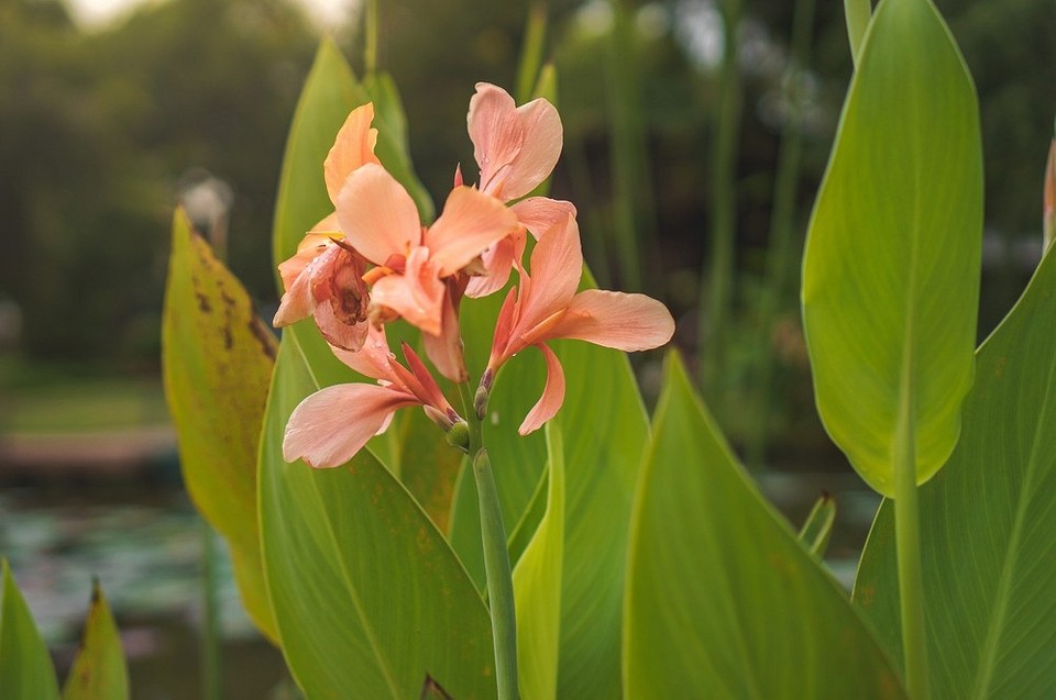 Тропічний рай: власний сад Різноманітні тропічні рослини у саду, створюють відчуття джунглів.