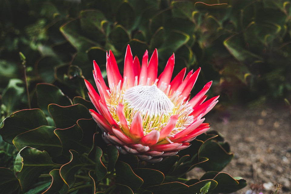 Квітучий тропічний сад Екзотична тропічна рослина з яскравим квітом посеред зеленого саду.