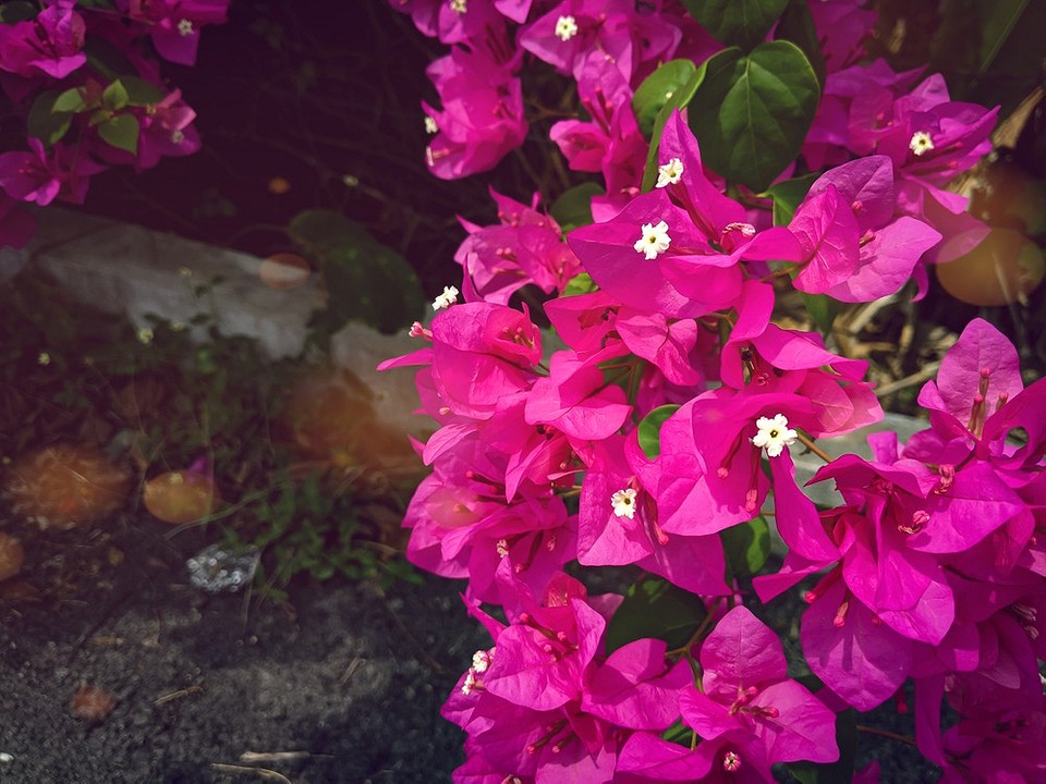 Тропічний куточок: підвіконня Колекція кімнатних тропічних рослин на підвіконні, освітлена сонячним світлом.