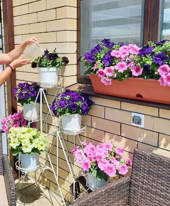 Квітуча петунія Пишне цвітіння ампельної петунії, багато квітів у підвісному кашпо.