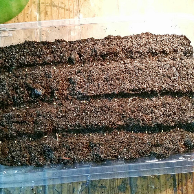 Затишний балкон Квітучий балкон з ампельною петунією: ідеї для створення затишного куточка