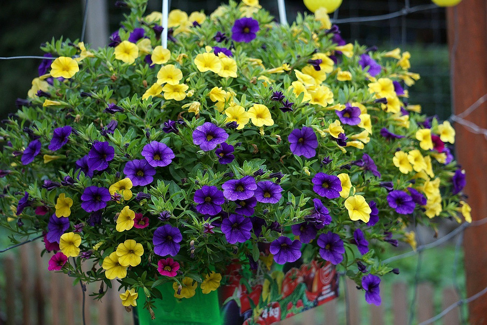 Сорти для кашпо Різноманітні сорти ампельної петунії, ідеальні для вирощування у підвісних контейнерах