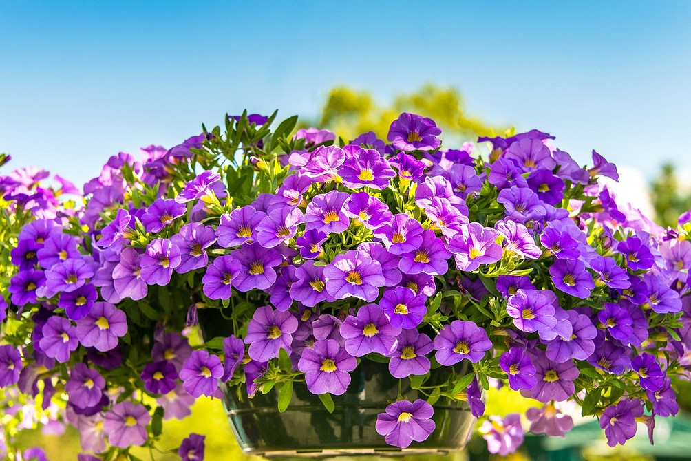 Вирощування в контейнерах Вирощування ампельної петунії в контейнерах: поради та секрети для рясного цвітіння