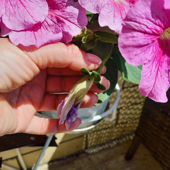 Петунія на балконі Ампельна петунія різних сортів в підвісних горщиках на балконі.