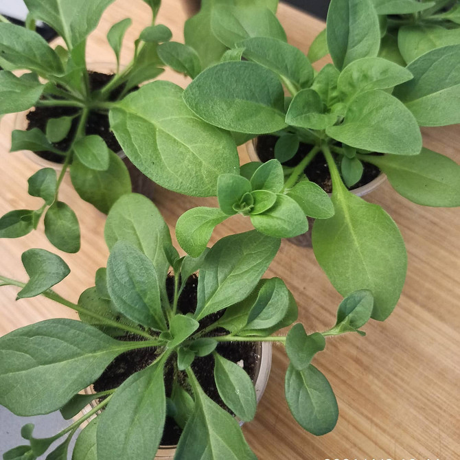 Кашпо з петунією Квітучі кашпо з ампельною петунією, різноманітність кольорів і форм.