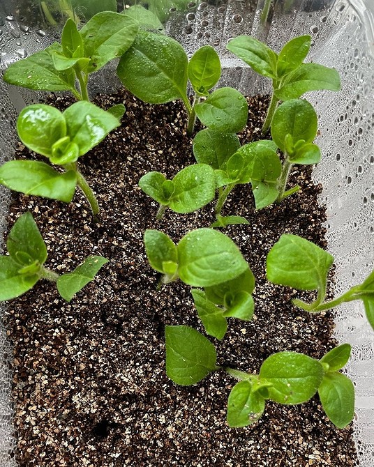 Ампельна петунія: краса Рясне цвітіння ампельної петунії в підвісному кашпо, квітучий балкон.