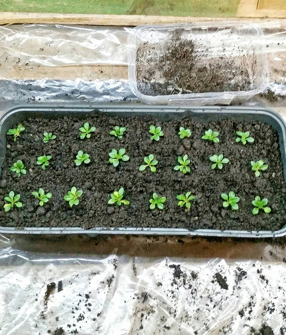 Різнобарвна петунія Пишна ампельна петунія різних кольорів в кашпо на сонячному балконі