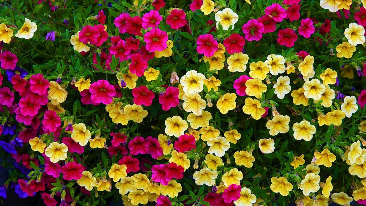 Квітуча ампельна петунія Пишна ампельна петунія у квітучому кашпо, найкращі сорти для балкону 2026