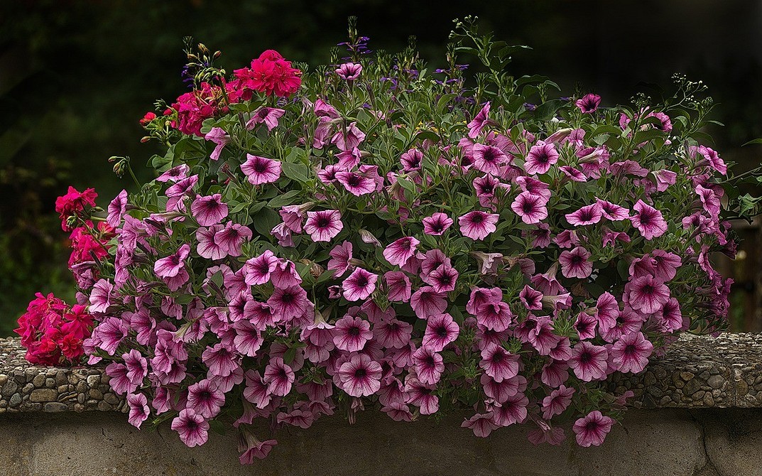 Догляд за петунією Догляд за ампельною петунією, полив та підживлення, вирощування в контейнерах на балконі.