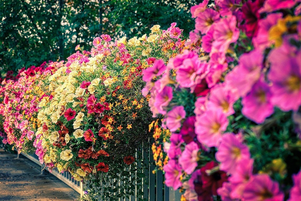 Ідеї для балкону Рясне цвітіння ампельної петунії, різні сорти, ідеї для балконного озеленення 2026.