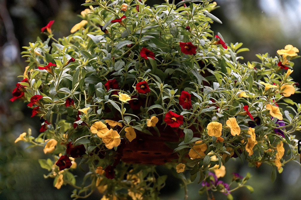 Квітучий балкон Ампельна петунія в підвісному кашпо, каскад квітів, балконний декор, вирощування без зусиль.